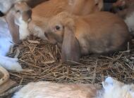 Grajewo ogłoszenia: Sprzedam młode króliki w czystej rasie Baran Francuski Olbrzymi.... - zdjęcie