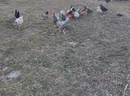 Grajewo ogłoszenia: Sprzedam drób tj;czubatki, silki, koguty duże.  Więcej... - zdjęcie