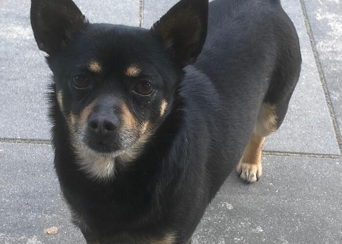 Grajewo ogłoszenia: Zaginął piesek